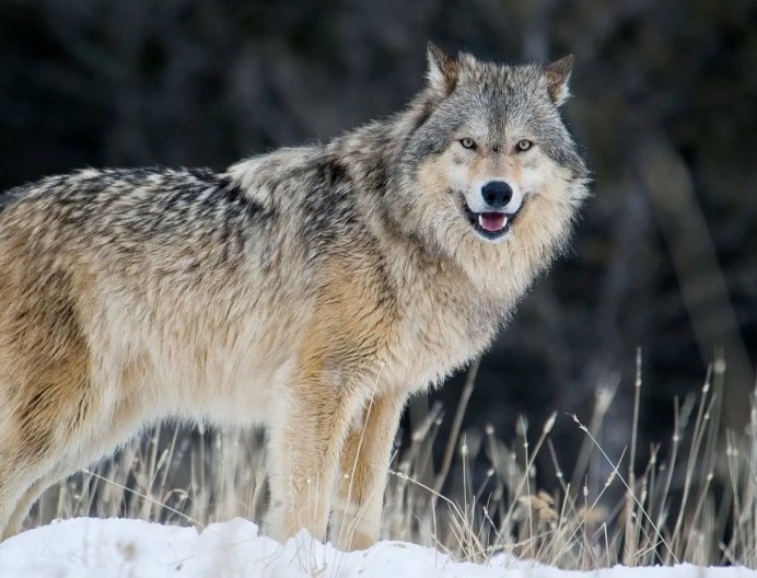 Худощавый волк