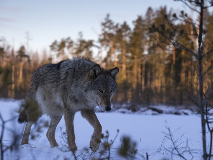 Волк в хвойном лесу