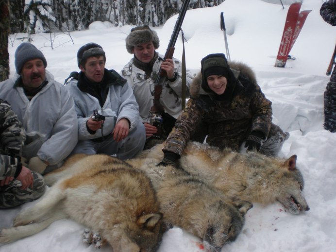 Амурский волк