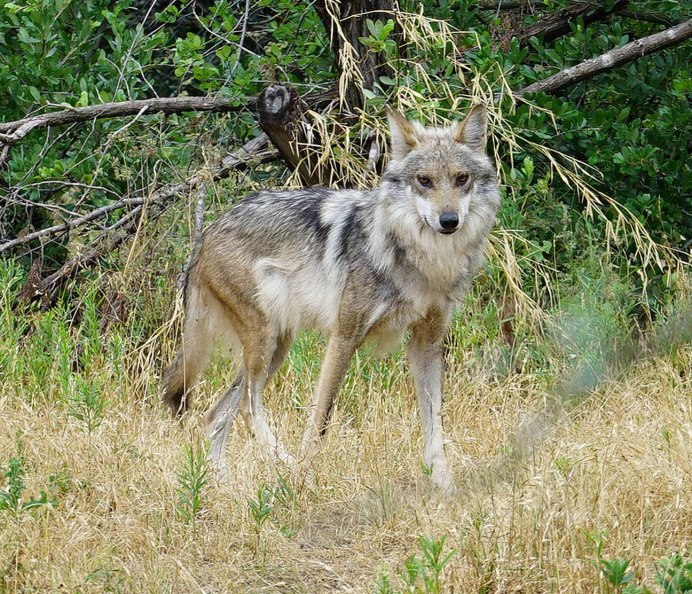 Сибирский хаски