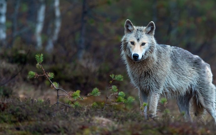 Охота на Волков в Карелии