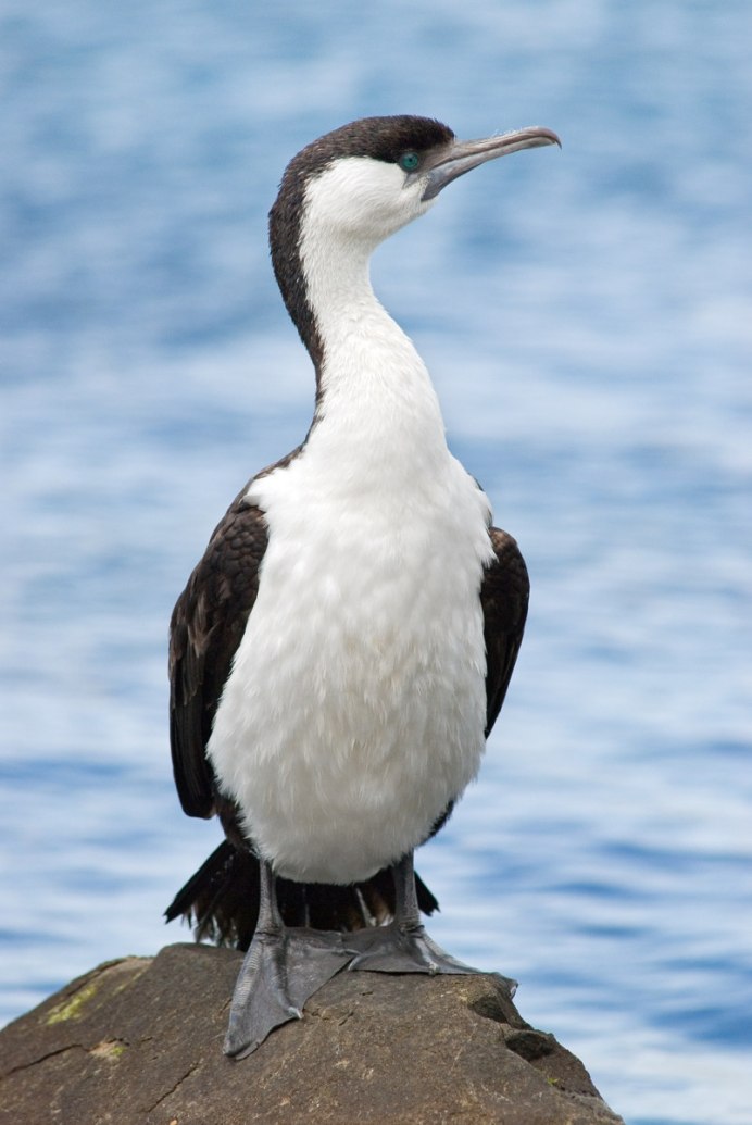Баклан Балтийский