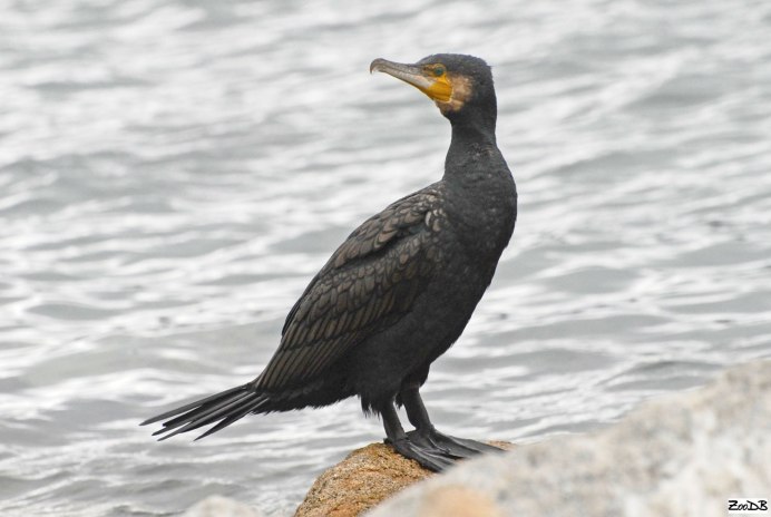 Баклан Черноморский птица белый