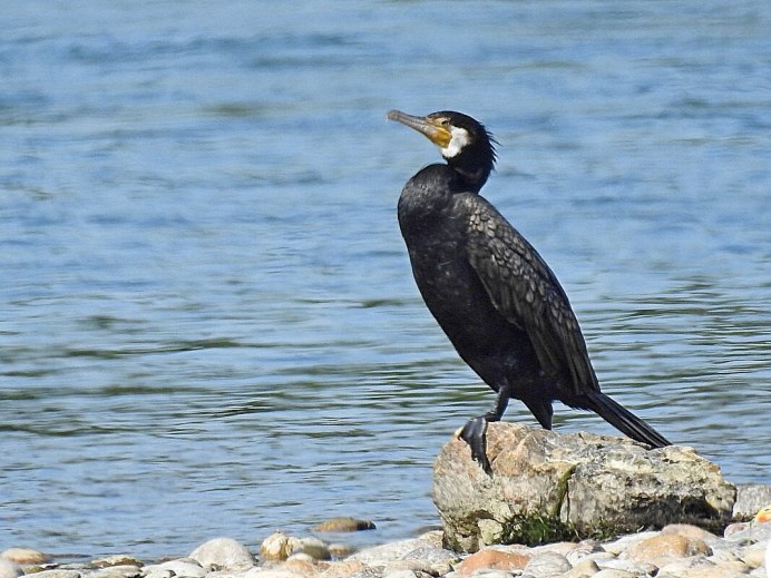 Краснолицый Баклан