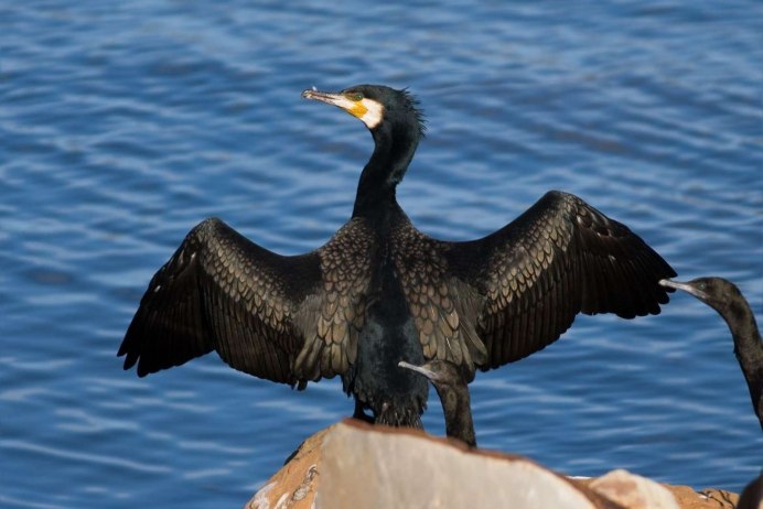 Хохлатый Баклан Phalacrocorax Aristotelis