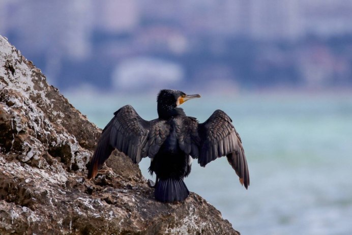 Phalacrocorax Carbo