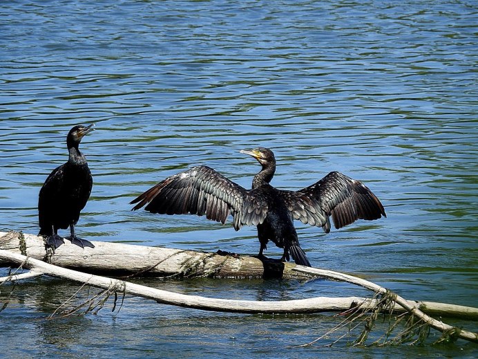 Баклан в субтропиках
