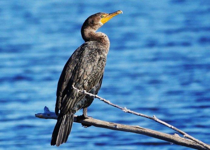 Phalacrocorax Carbo