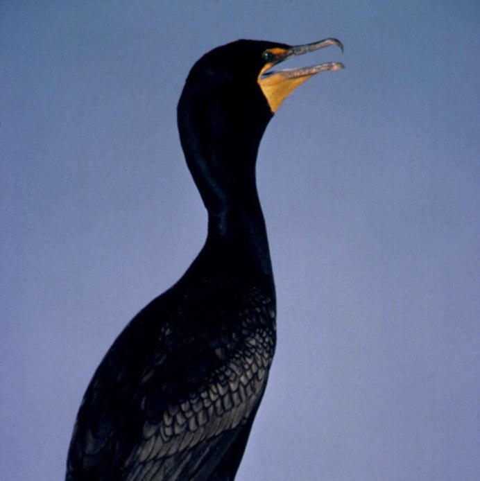 Баклан фото Черноморские