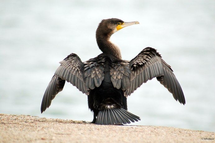 Хохлатый Баклан Phalacrocorax Aristotelis