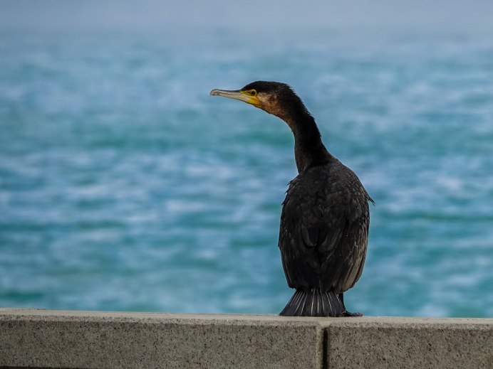 Королевский Баклан