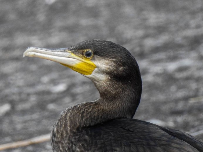 Чайка Баклан Крымский