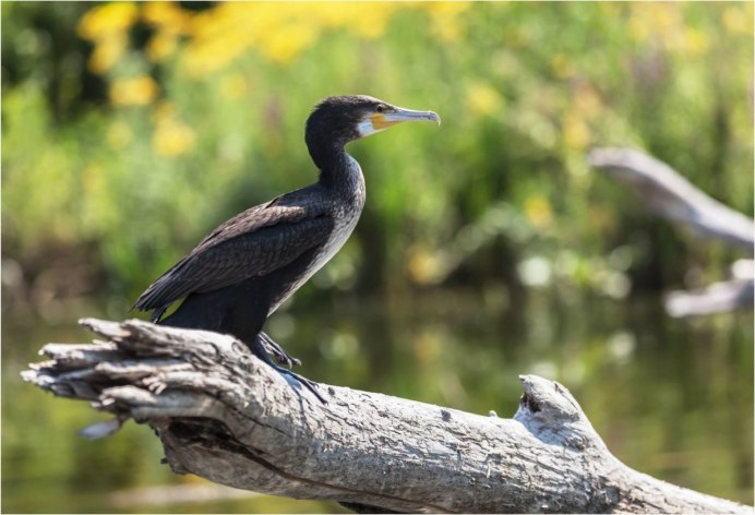 Баклан птица