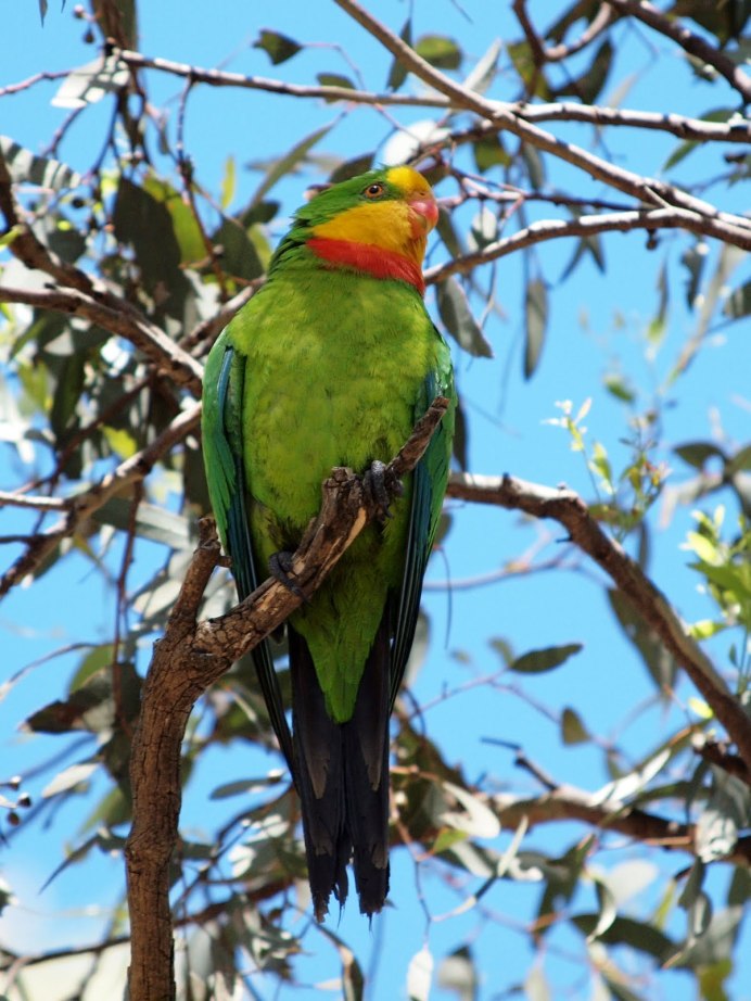 Плагин Parakeet