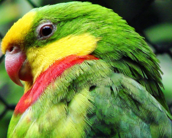 Psittacara leucophthalmus