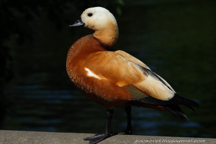 Огарь, красная утка (Tadorna ferruginea)
