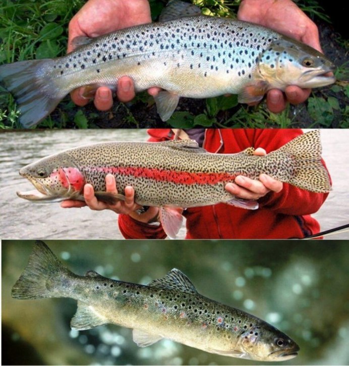 Кижуч кунджа