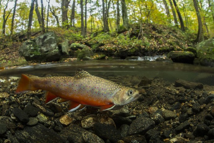 Арктический голец Salvelinus Alpinus