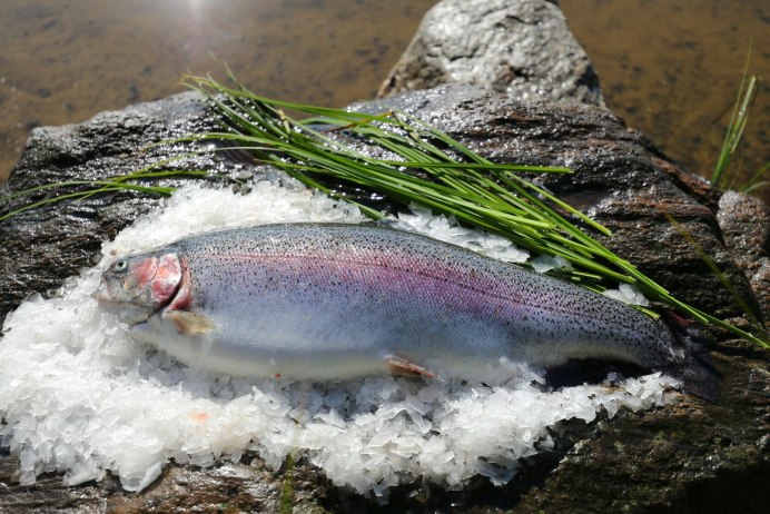Кумжа Salmo trutta