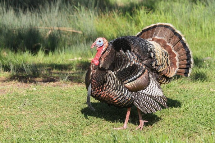 Meleagris gallopavo