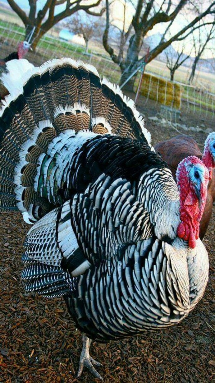 National Bird of Myanmar -Grey Peacock Pheasant