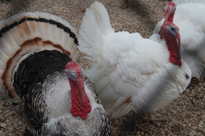 Meleagris gallopavo