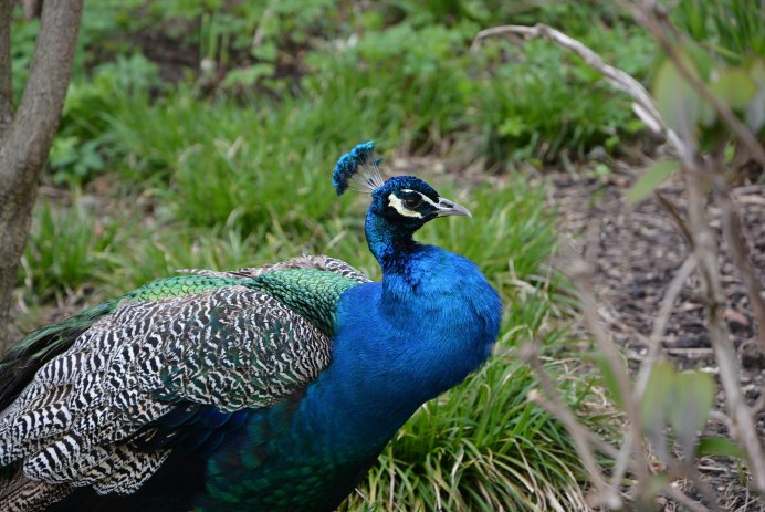 Meleagris ocellata