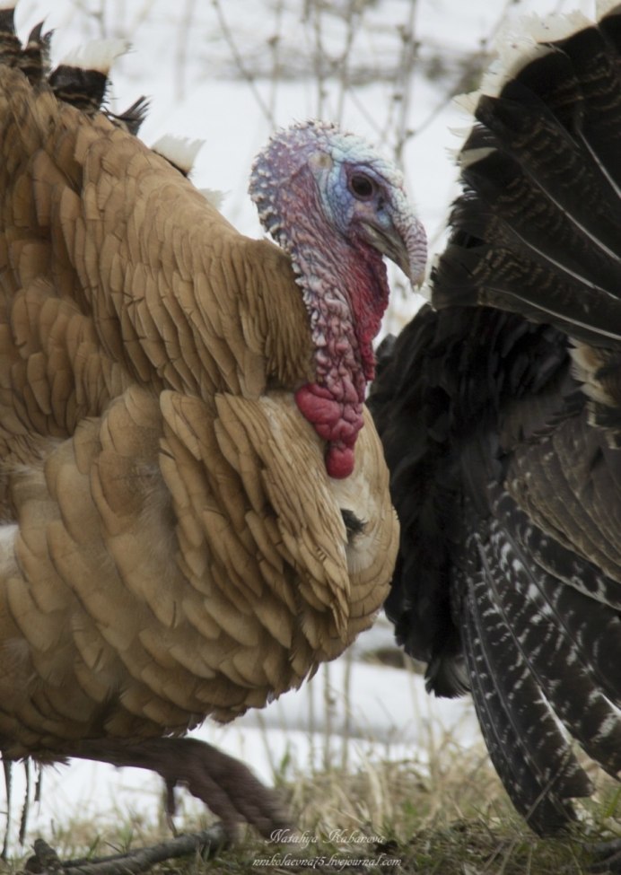 Meleagris gallopavo