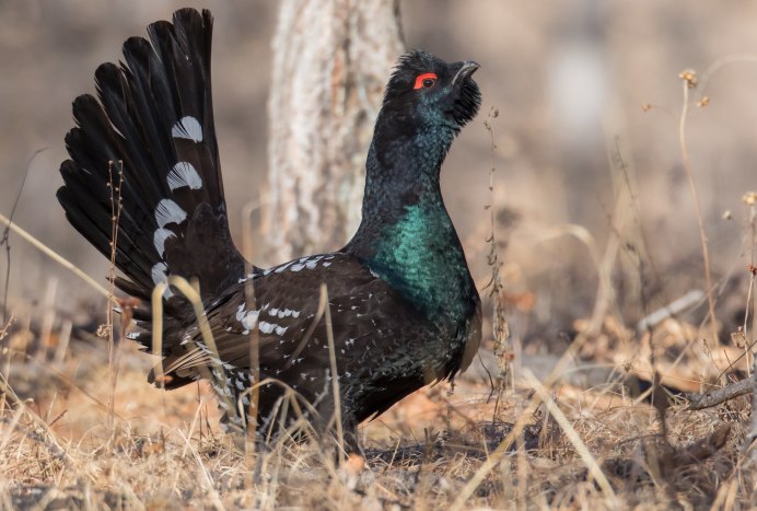 Black-billed Capercaillie
