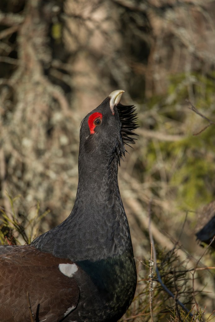 Глухарь (Tetrao urogallus)