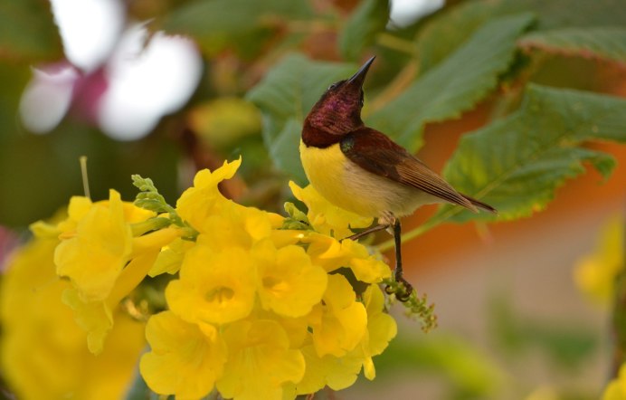 Птичка нектарница