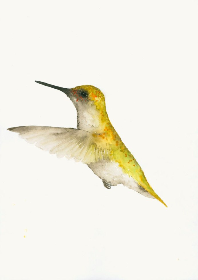 Jacobin Hummingbird