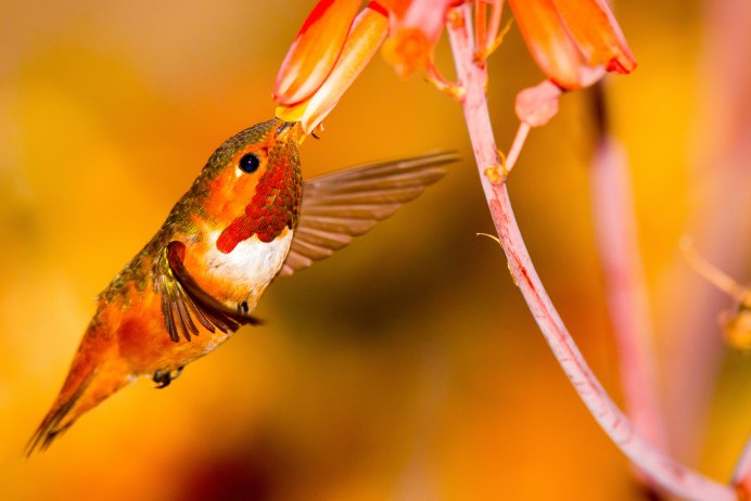 Колибри опыляет цветы