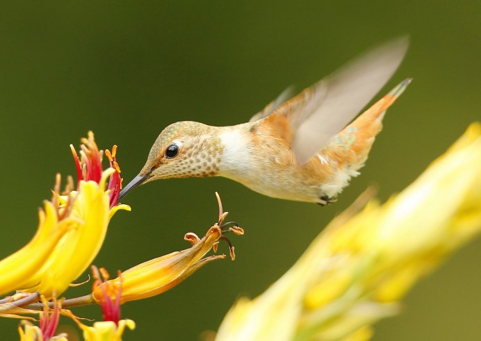 Колибри желтая