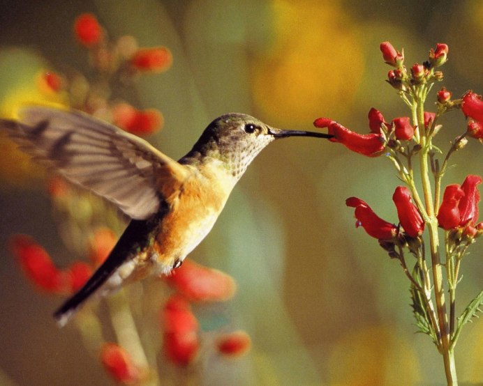 Желтая брошь