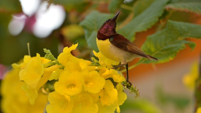 Калибри розовый жёлтый