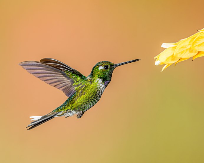 Птичка Колибри