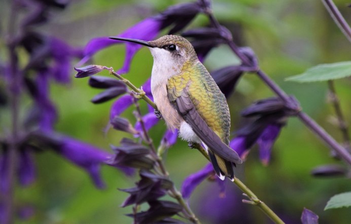 Две желтые птички