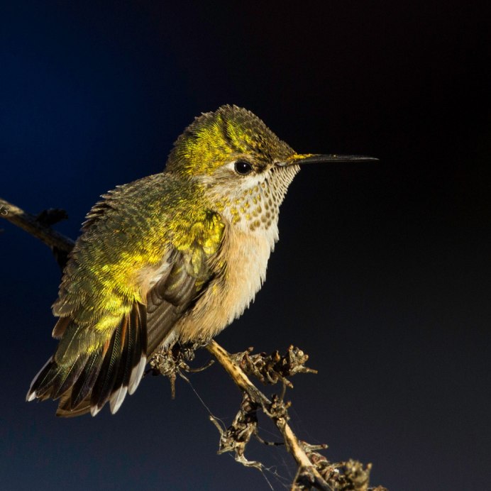 Текстильная брошь птица