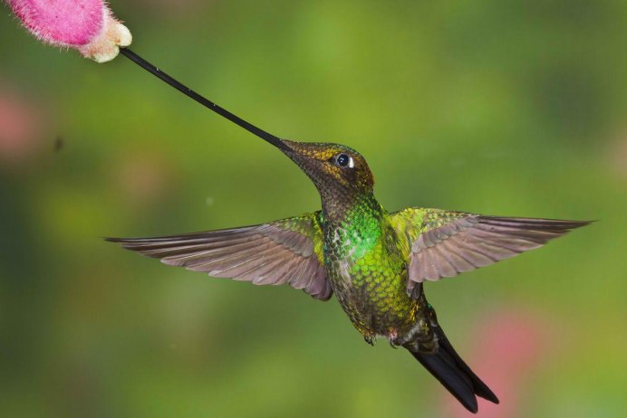 Золотистая щурка 1920