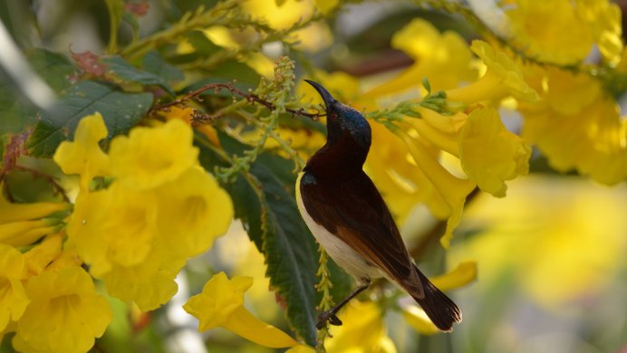 Колибри желтая