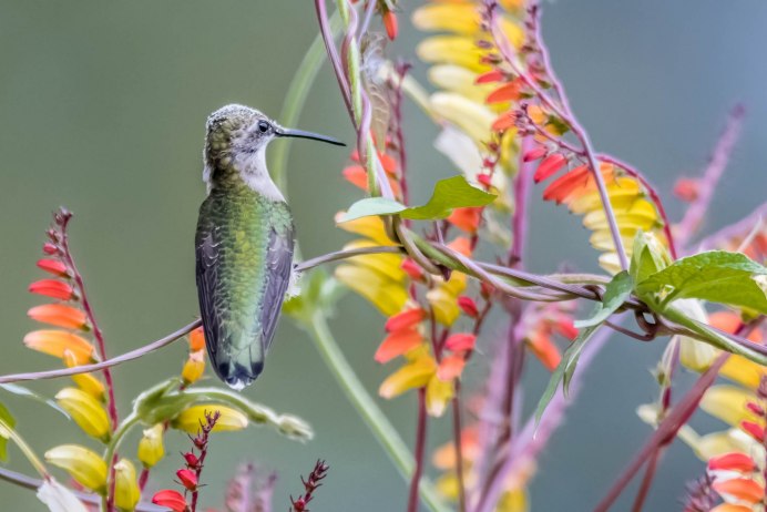 Лоддигезия ракетохвостый Колибри