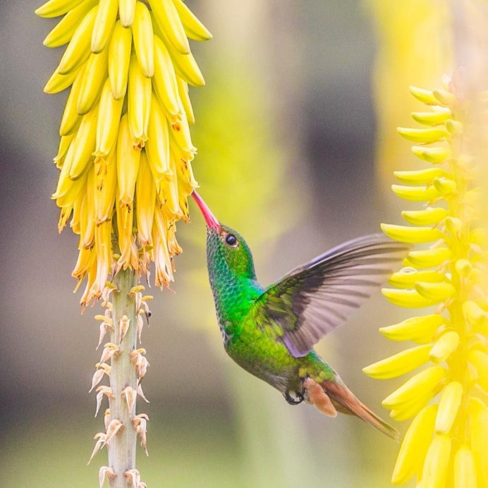 Пара Колибри
