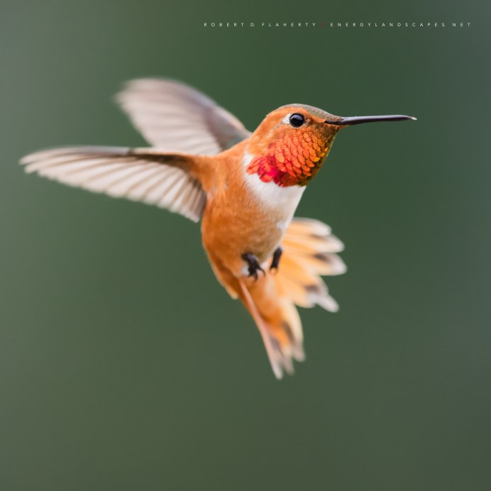 Колибри оранжевая