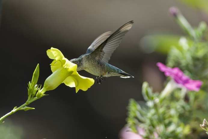 Вьетнамские птицы