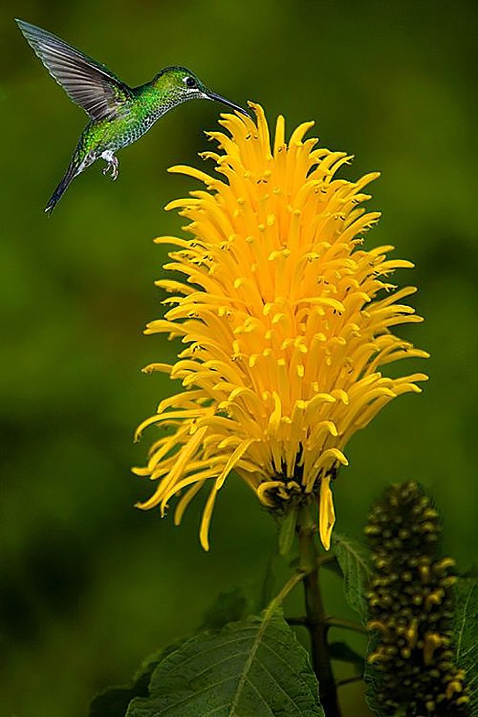 Палестинская нектарница