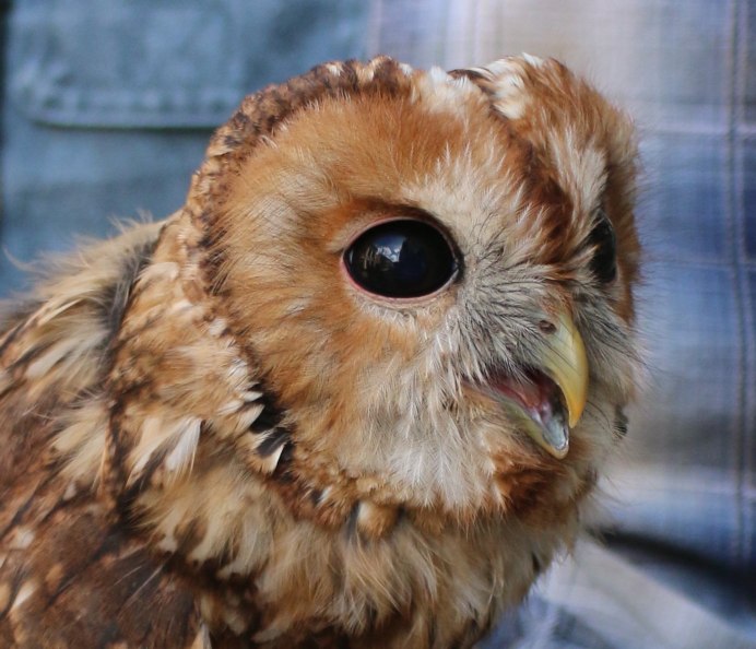 Карликовый Сыч