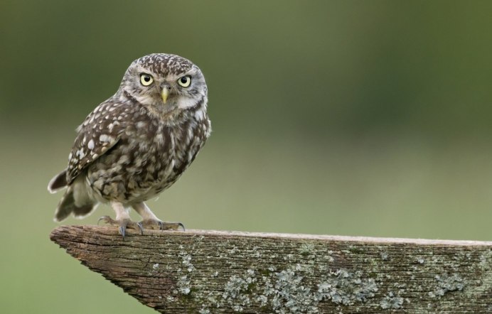 Воробьиный Сыч-Гном