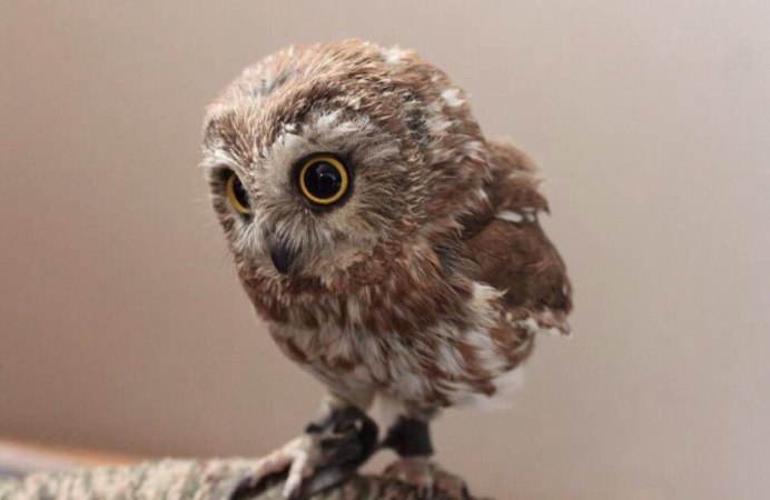 Сова карликовый Сыч