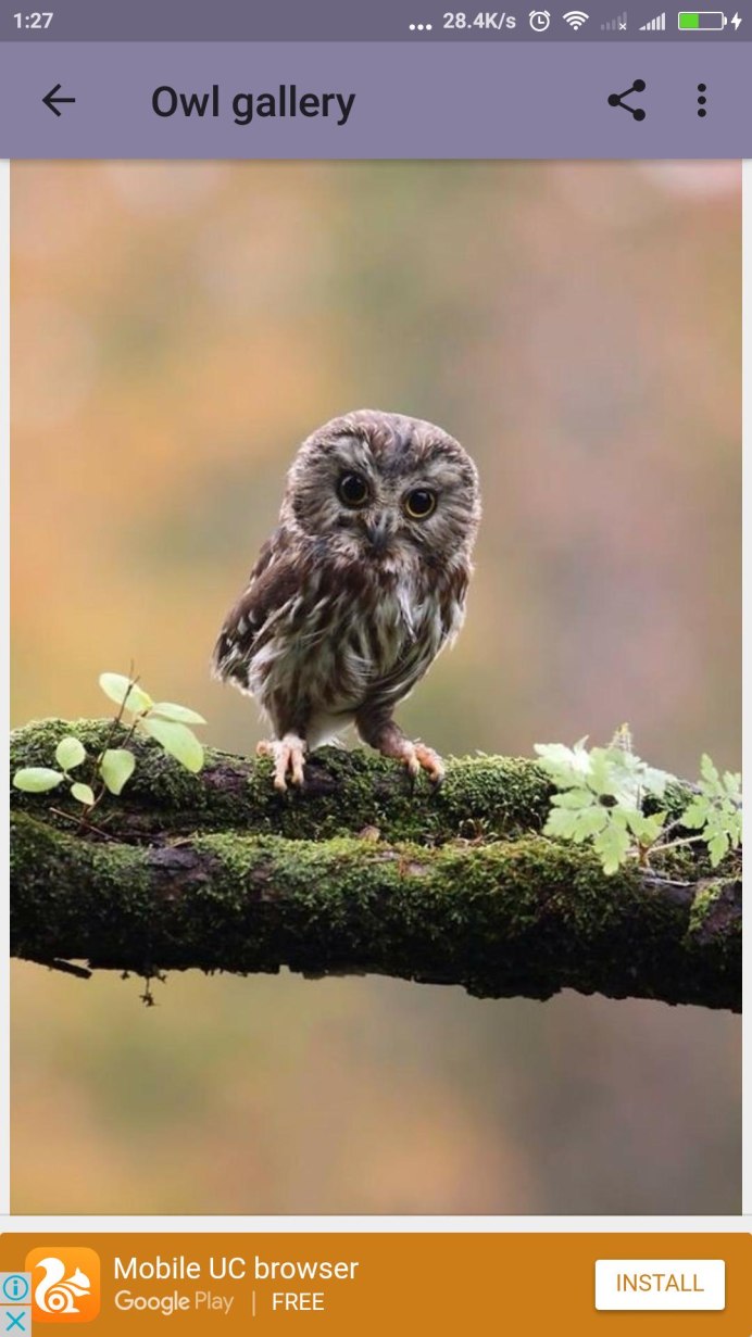 Карликовый сычик